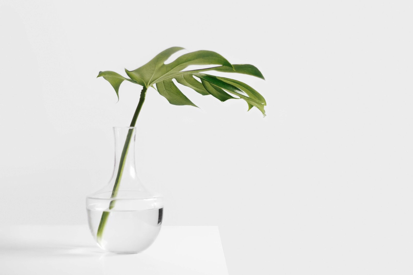 Home plant white leaf flower vase green