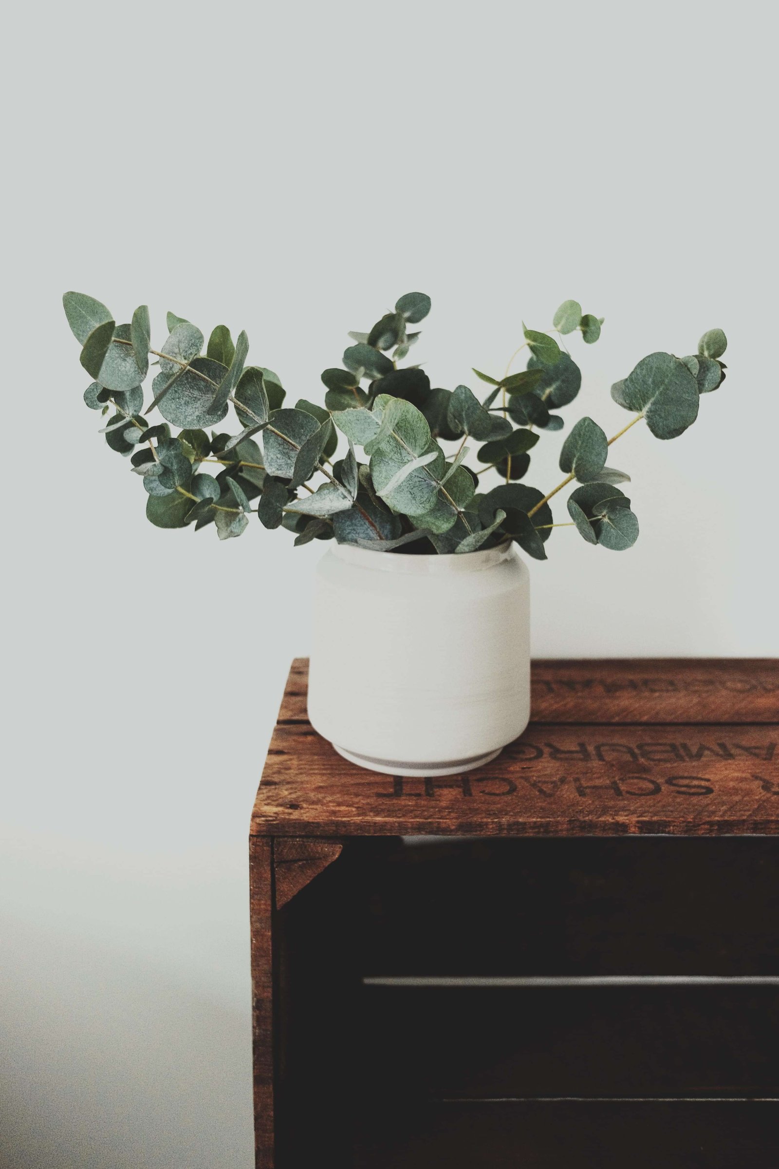 Home tree branch plant wood leaf flower